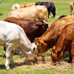 australian beef cattle brown and white calves feeding