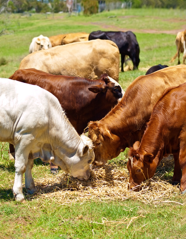 australian beef cattle brown and white calves feeding