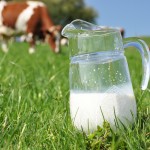 Jug of milk against herd of cows. Emmental region, Switzerland